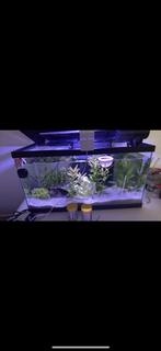 Aquarium NIEUW 1 week oud + alles!! Beschrijving 68L, Ophalen, Nieuw