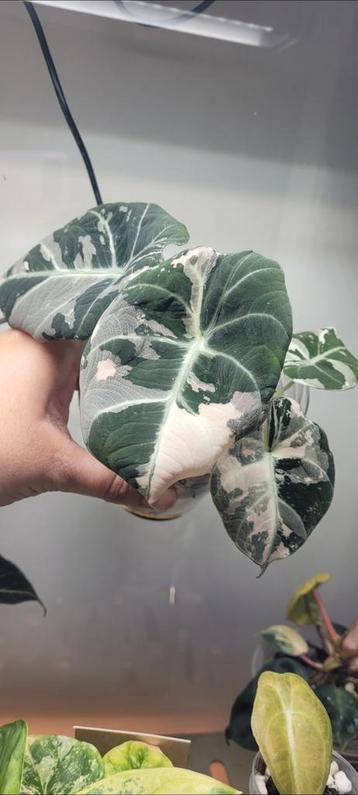 alocasia black velvet pink variegated knol te koop beschikbaar voor biedingen