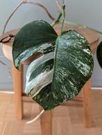 Bouture Monstera Deliciosa Variegata, Huis en Inrichting, Kamerplanten, Ophalen, Overige soorten