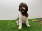 Lagotto Romagnolo pups, België, Overige rassen, CDV (hondenziekte), 8 tot 15 weken