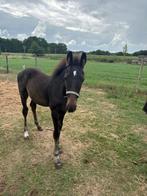 Hengstveulen, Dieren en Toebehoren, Paarden, Springpaard, Gechipt, Niet van toepassing, 0 tot 2 jaar