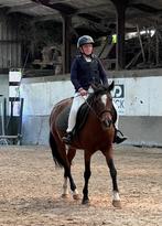 Prachtige d pony voor eventueel wedstrijd, Dieren en Toebehoren, Pony's