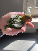 Jonge tamme dwergpapegaai, Dieren en Toebehoren, Vogels | Parkieten en Papegaaien, Dwergpapegaai of Agapornis, Geringd