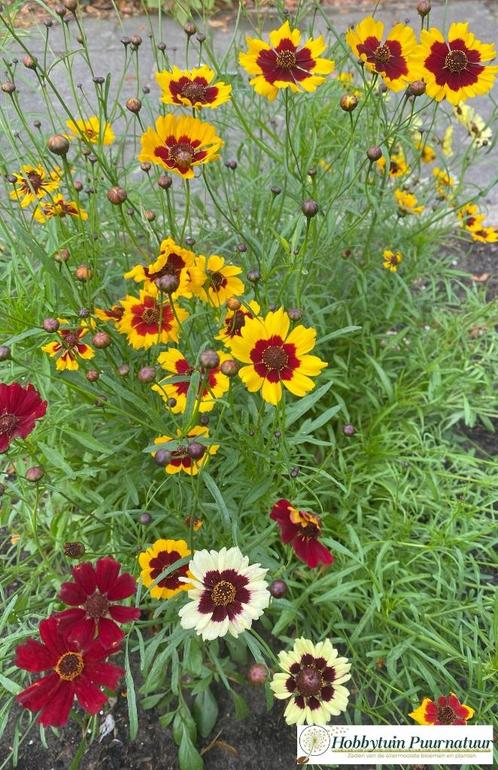 Meisjesogen, Tuin en Terras, Planten | Tuinplanten, Ophalen
