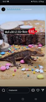 1.0 Harlequin wimpergekko man, Animaux & Accessoires, Lézard, Domestique, 0 à 2 ans