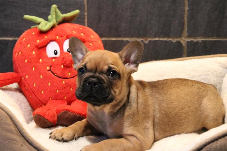 Chiots bouledogue français Fawn, Animaux & Accessoires, Chiens | Bouledogues, Pinschers & Molossoïdes, Chien (mâle), Bouledogue