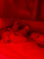 Ragdoll kittens, Plusieurs animaux, Vermifugé, 0 à 2 ans