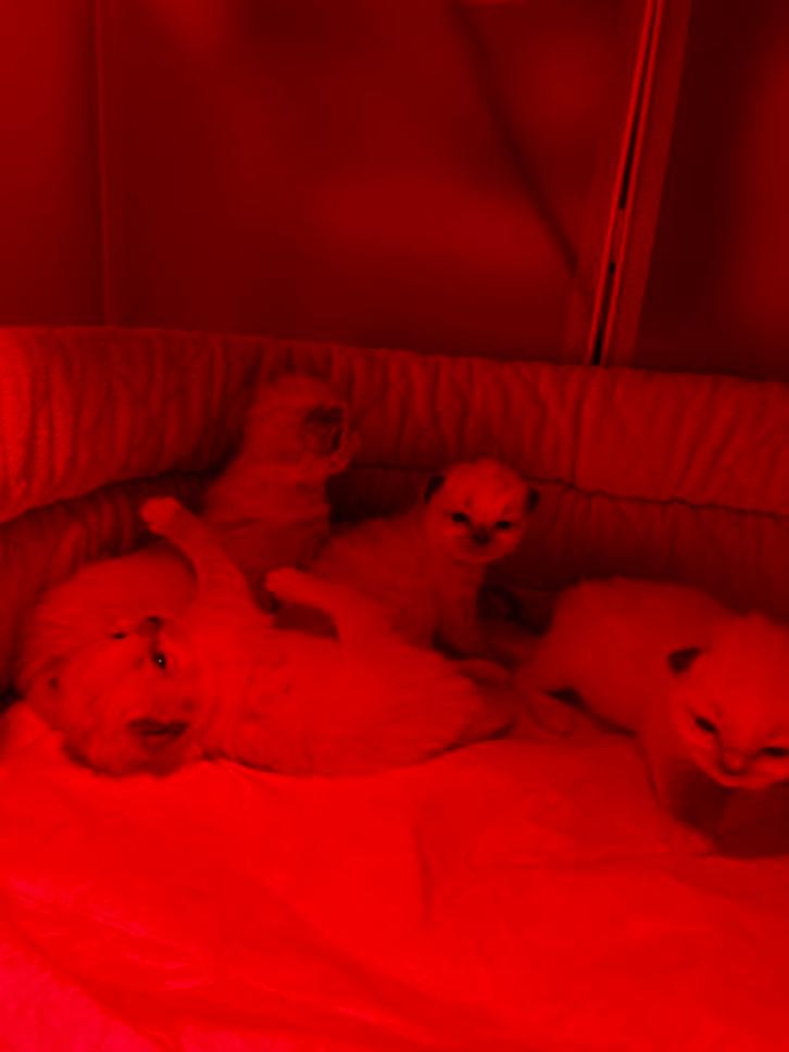 Ragdoll kittens, Animaux & Accessoires, Chats & Chatons | Chats de race | Poil long, Plusieurs animaux, 0 à 2 ans, Avec puce électronique