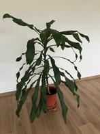 Kamerplant Dracena, Huis en Inrichting, Kamerplanten, Ophalen, 100 tot 150 cm, Halfschaduw, In pot