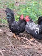 Chabo haantjes, Dieren en Toebehoren, Pluimvee, Mannelijk, Kip