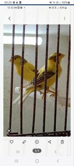 Koppel raza kanaries, Dieren en Toebehoren