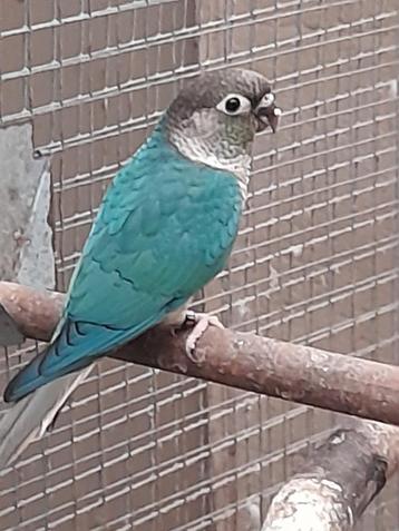 2 pyrrhuras blauw opaline split lutino Popen  beschikbaar voor biedingen