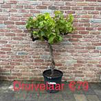 Druivelaars!, Tuin en Terras, Planten | Fruitbomen, Ophalen of Verzenden