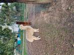 Twee alpacas hengsten 1jaar wandeltam
