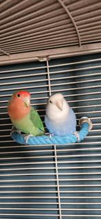 Dwergpapegaai koppel met Kooi en accessoires, Dieren en Toebehoren