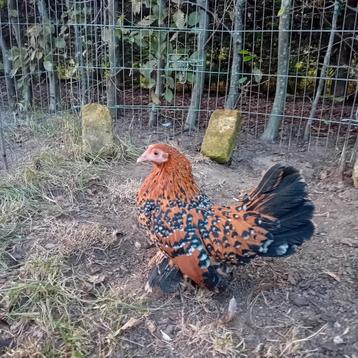 Sabelpootkriel hen/hennentje/krielkip/sabelhen te koop