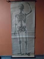 Belle assiette ancienne avec le dos d'un squelette (humain), Antiquités & Art, Enlèvement ou Envoi, Nature et Biologie