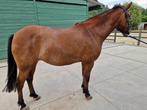 Pony te koop, Dieren en Toebehoren, Pony's, Merrie, Met stamboom, Springpony, 11 jaar of ouder