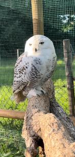 koppel sneeuwuilen, Dieren en Toebehoren, Vogels | Overige Vogels, Meerdere dieren, Roofvogel, Geringd