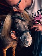 Lieve ruin, Dieren en Toebehoren, Paarden, Ruin, Zadelmak, Gechipt, 11 jaar of ouder