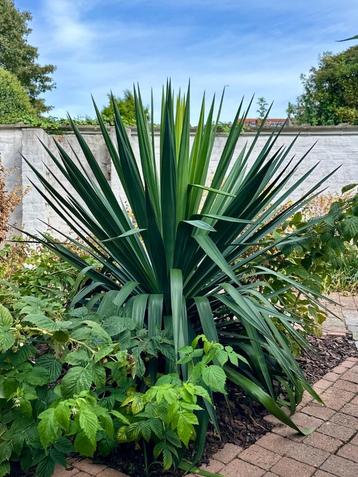 Yucca planten beschikbaar voor biedingen