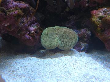 Padestoelkoraal, sarcophyton beschikbaar voor biedingen