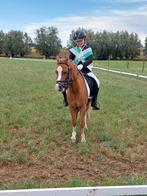 prachtige kindvriendelijke a pony