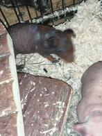 skinny cavia te Brussel, Dieren en Toebehoren, Knaagdieren, Cavia, Juli, Meerdere dieren, Tam