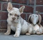 Schiterende / gezonde Franse Bulldog reutjes, 8 weken, Dieren en Toebehoren, België, Fokker | Hobbymatig, Reu, CDV (hondenziekte)