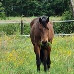 Huurweide Waasland, Dieren en Toebehoren, Stalling en Weidegang, Weidegang, 2 of 3 paarden of pony's