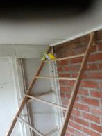 Grasparkieten, Dieren en Toebehoren, Vogels | Parkieten en Papegaaien