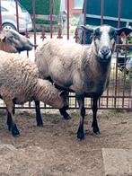 2 zeer mooie maasduinen schapen, Dieren en Toebehoren, Schapen, Geiten en Varkens