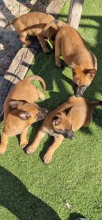 Mechelse Herder Puppy's, Dieren en Toebehoren, België, Fokker | Hobbymatig, 8 tot 15 weken, CDV (hondenziekte)