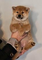 Shiba inu reu en teef, Dieren en Toebehoren, België, Fokker | Hobbymatig, Overige rassen, CDV (hondenziekte)