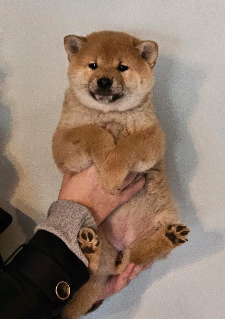 Shiba inu reu en teef, Dieren en Toebehoren, Honden | Poolhonden, Keeshonden en Oertypen, Meerdere dieren, Overige rassen, Fokker | Hobbymatig