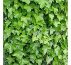 Hedera hibernica (Ierse klimop, atlantische klimop), Jardin & Terrasse, Plantes | Jardin, Enlèvement
