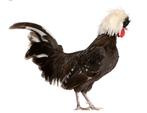 Hollandse witkuif en serama haantje, Dieren en Toebehoren, Pluimvee, Mannelijk, Kip