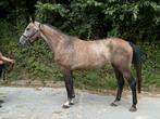 4 jarige merrie Dakar VDL x Ginus, Dieren en Toebehoren, Paarden, Merrie, Springpaard, Gechipt, Zadelmak