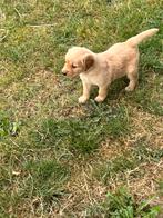 Mooi nestje golden retrievers van de werklijn, Golden retriever, België, Fokker | Hobbymatig, Reu