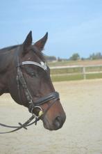 Super brave merrie, Dieren en Toebehoren, Paarden, Merrie