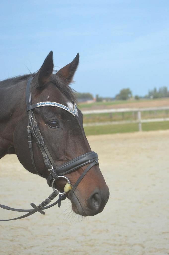 Super brave merrie, Dieren en Toebehoren, Paarden, Merrie