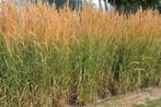 Calamagrostis Karl Foerster, Tuin en Terras, Planten | Tuinplanten, Ophalen