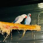 Couple reproducteur perruche a collier, Animaux & Accessoires, Mâle, Perruche