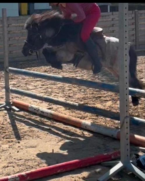 Ruiter gezocht, Dieren en Toebehoren, Pony's