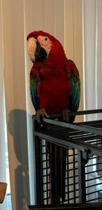 Groenvleugel Ara pop, Dieren en Toebehoren, Vrouwelijk, Papegaai, Pratend