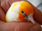 Distelvink witkop & eumo witkop 2025, Dieren en Toebehoren, Vogels | Overige Vogels, Meerdere dieren, Wildzangvogel, Geringd