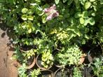 Planten van hobbykweek, Ophalen, Vaste plant, Overige soorten