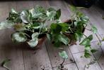 Epipremnum met wit - Money Plant, Huis en Inrichting, Kamerplanten, Overige soorten, Minder dan 100 cm, Halfschaduw, In pot