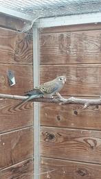 wildkleur bourke pop 2025 splitvogel, Dieren en Toebehoren, Vogels | Parkieten en Papegaaien