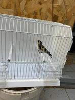 Distelvinken, Dieren en Toebehoren, Vogels | Overige Vogels